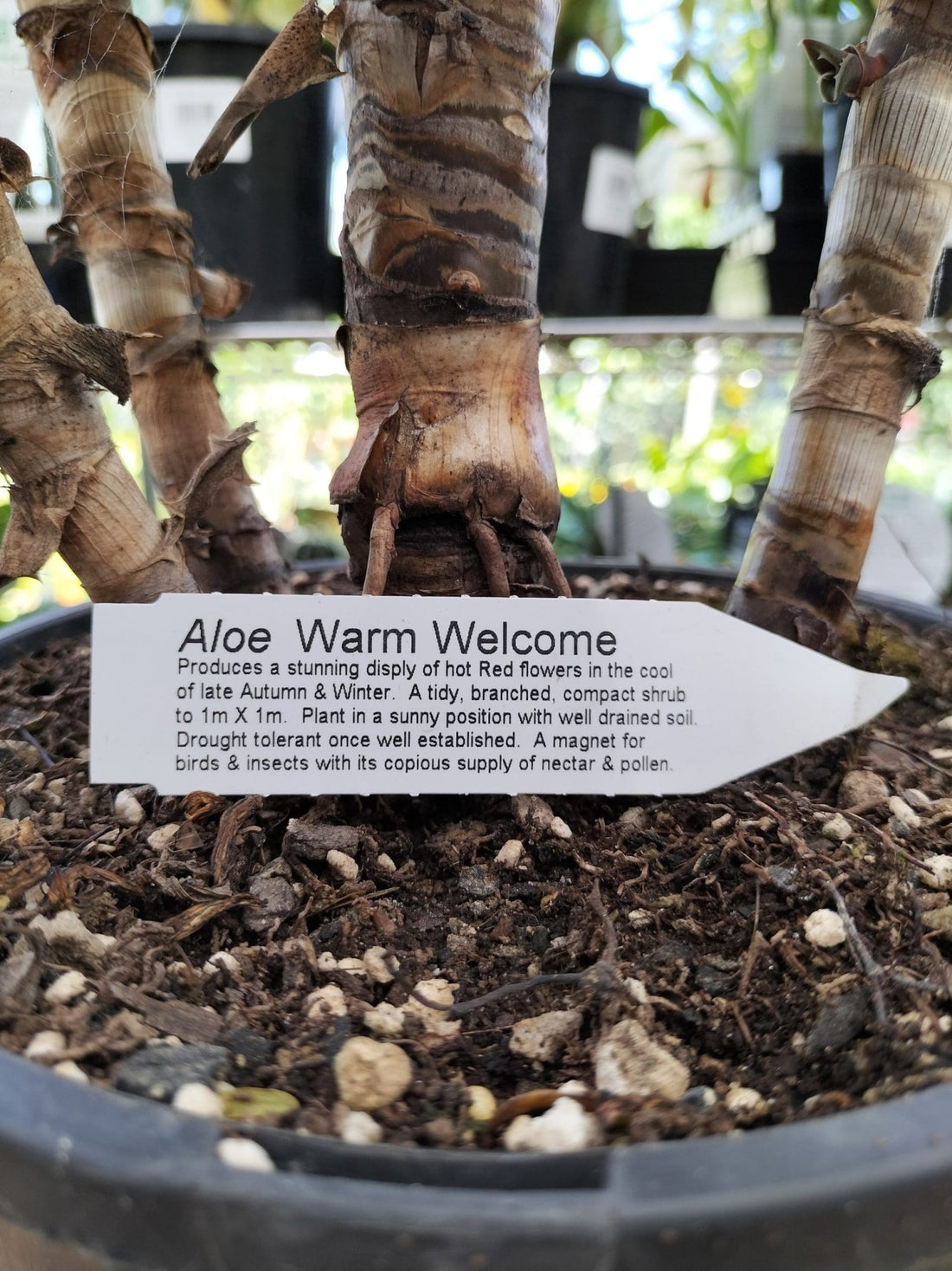 Aloe Vera Warm Welcome - Ladybird Nursery
