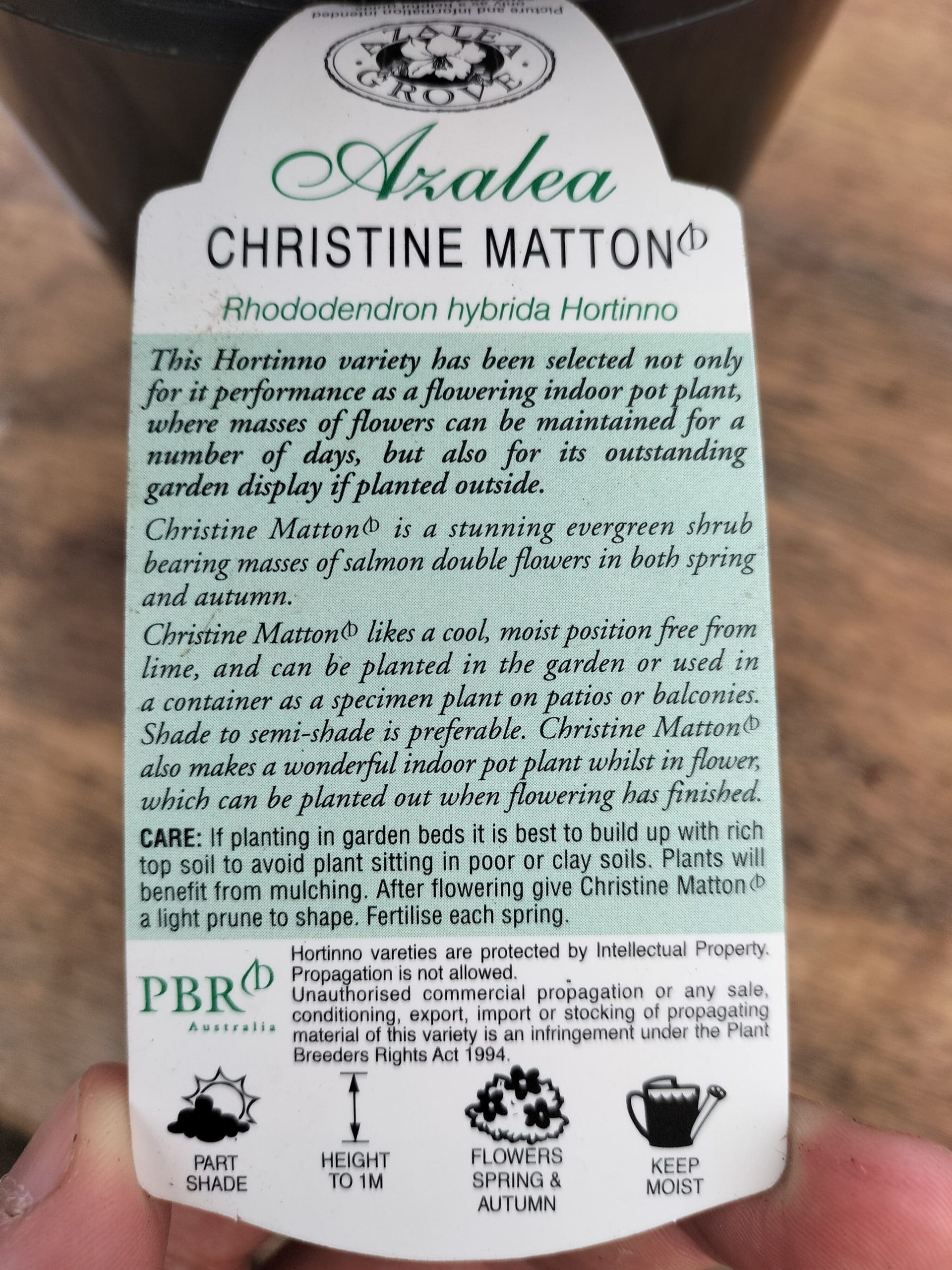 Azalea Christina Matton