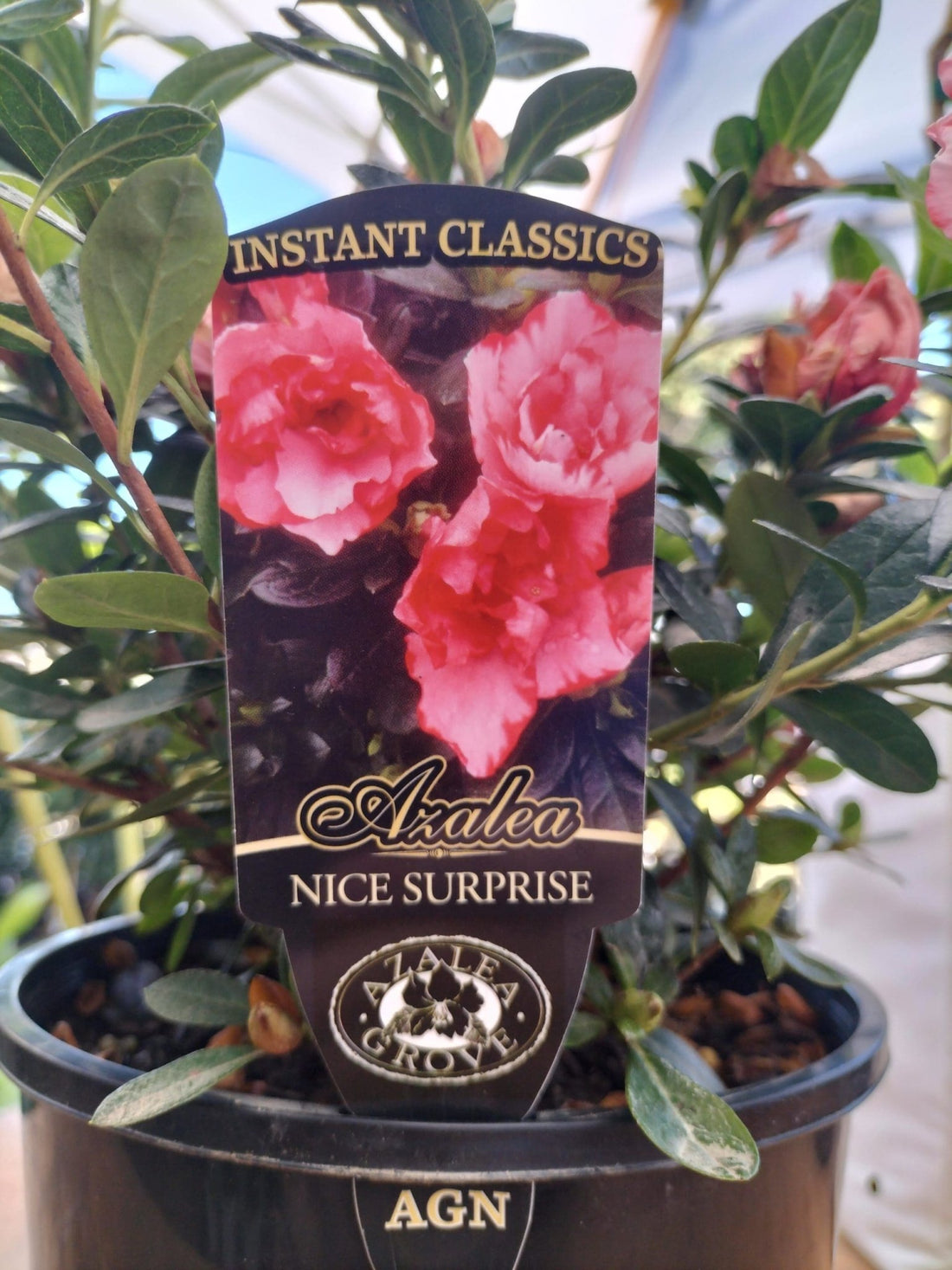 Azalea Nice Surpise - Ladybird Nursery