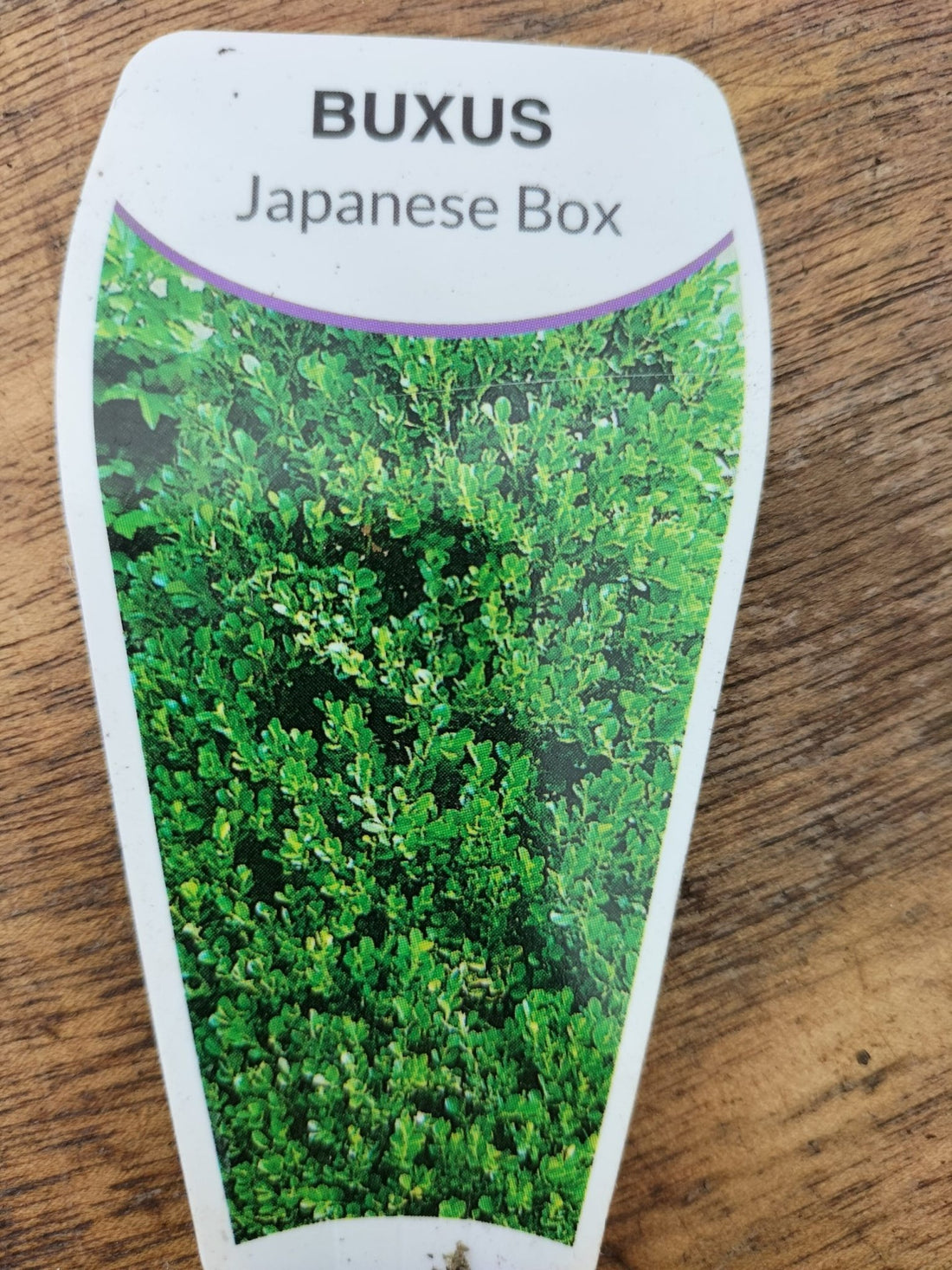 Buxus Japonica 300mm - Ladybird Nursery