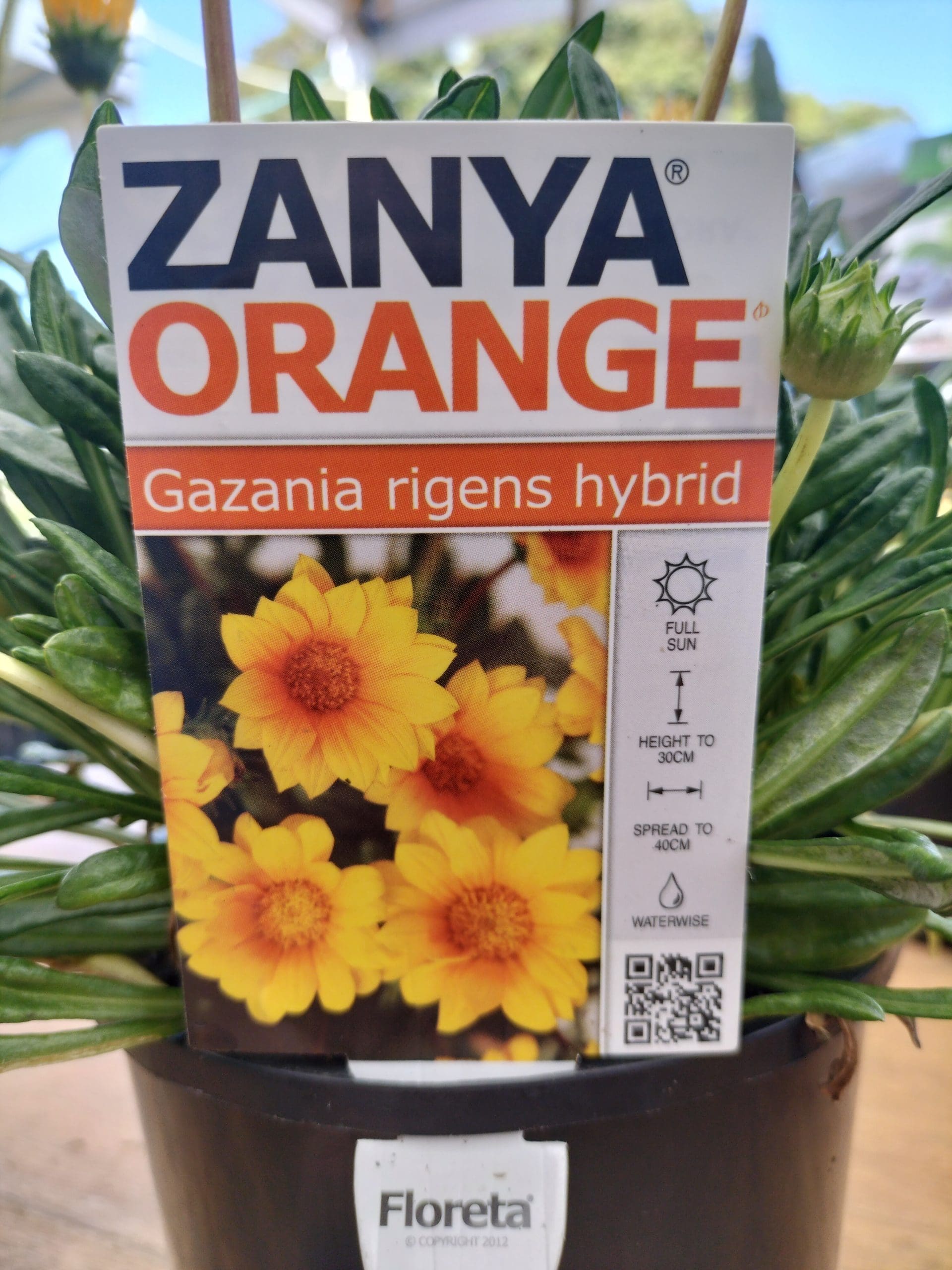 Gazania Zanya