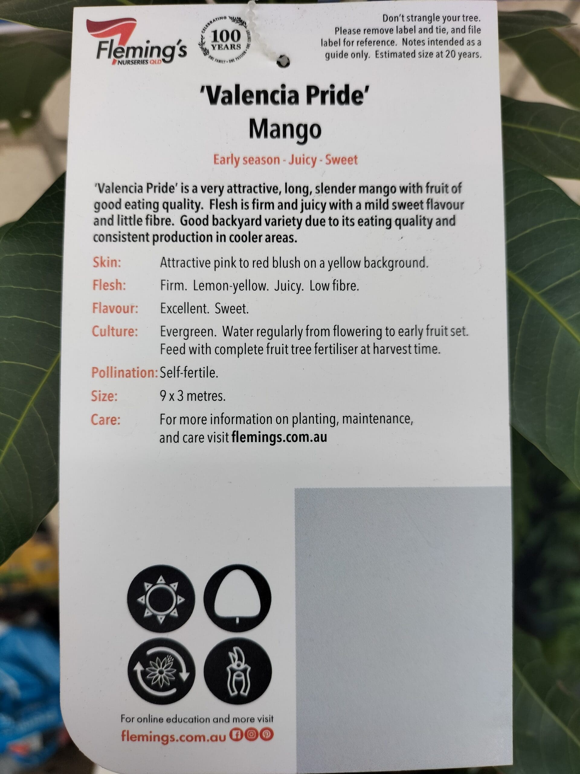 Mango 'Valencia Pride'