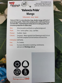Mango 'Valencia Pride' - Ladybird Nursery