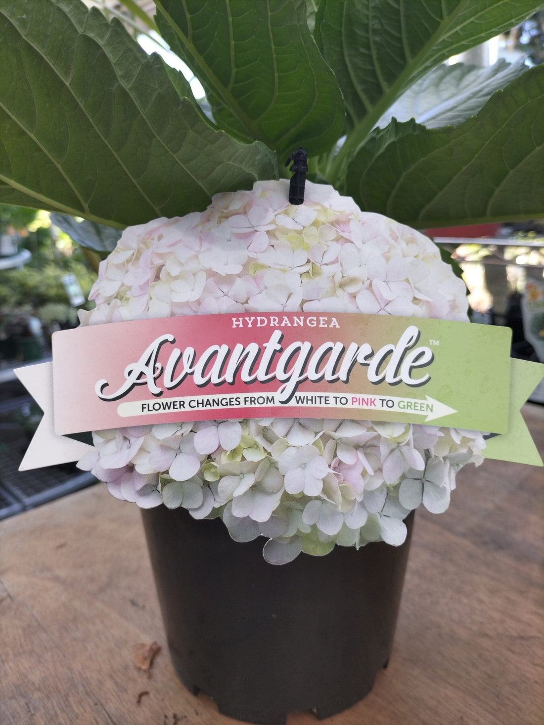 Hydrangea Avantgarde - Ladybird Nursery