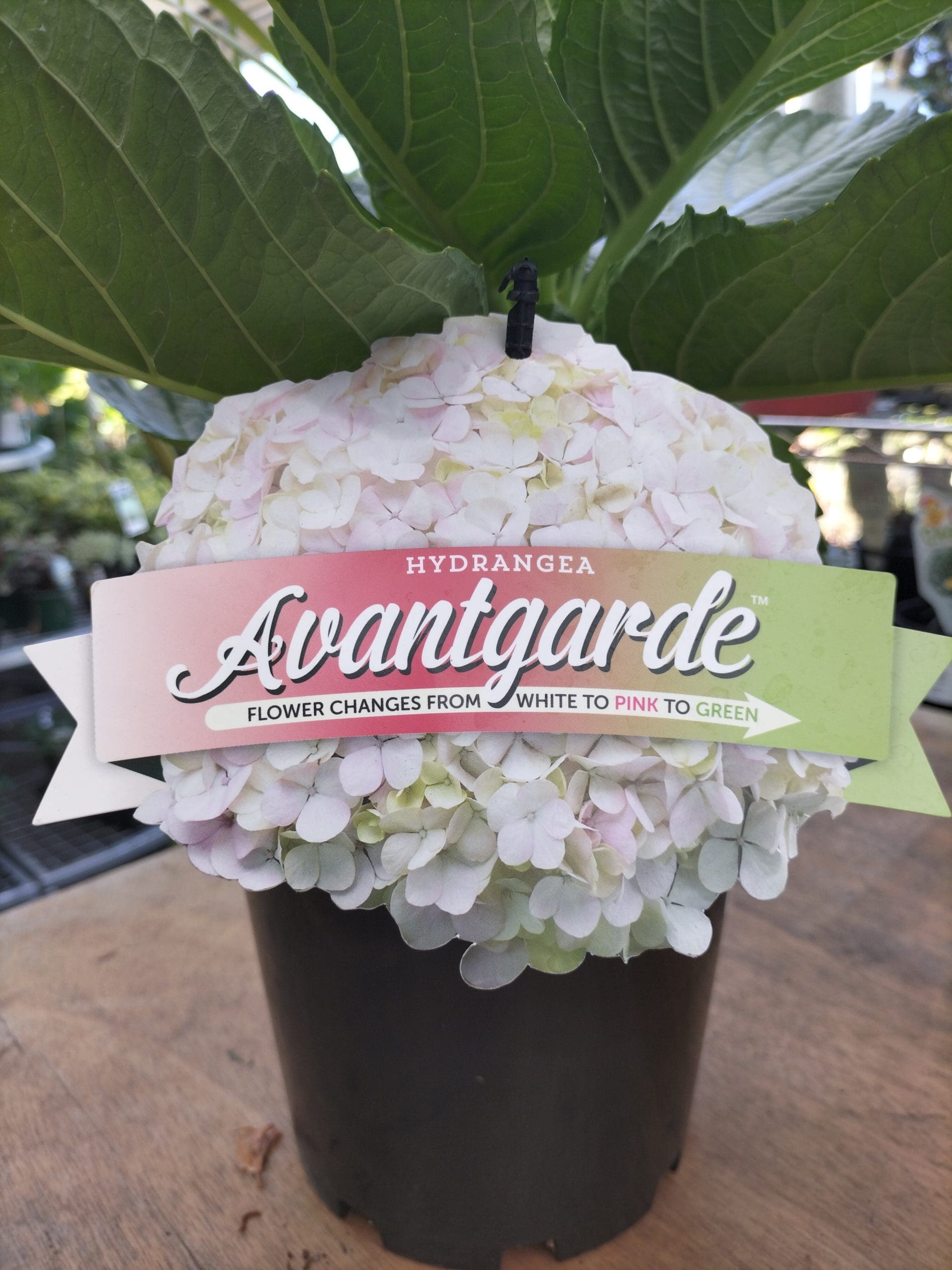 Hydrangea Avantgarde