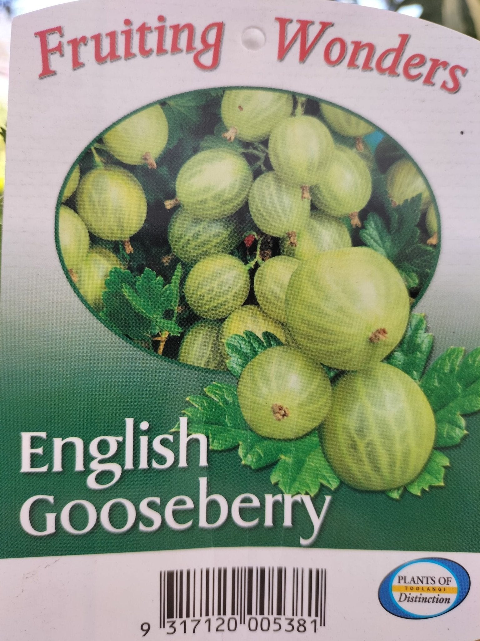 Gooseberry 'English' - Ladybird Nursery