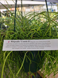 Rhipsalis hangers (assorted) - Ladybird Nursery