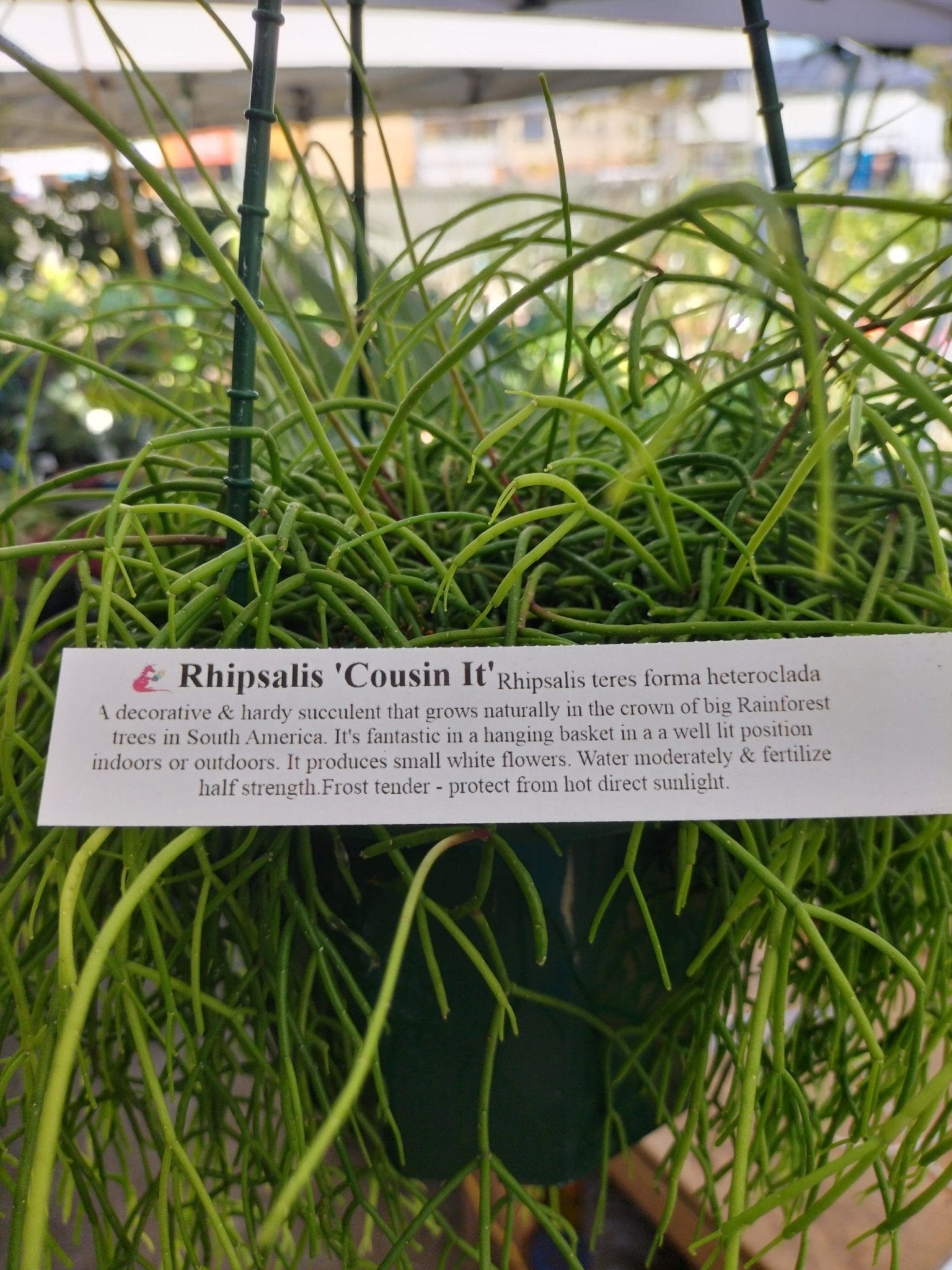 Rhipsalis hangers (assorted) - Ladybird Nursery