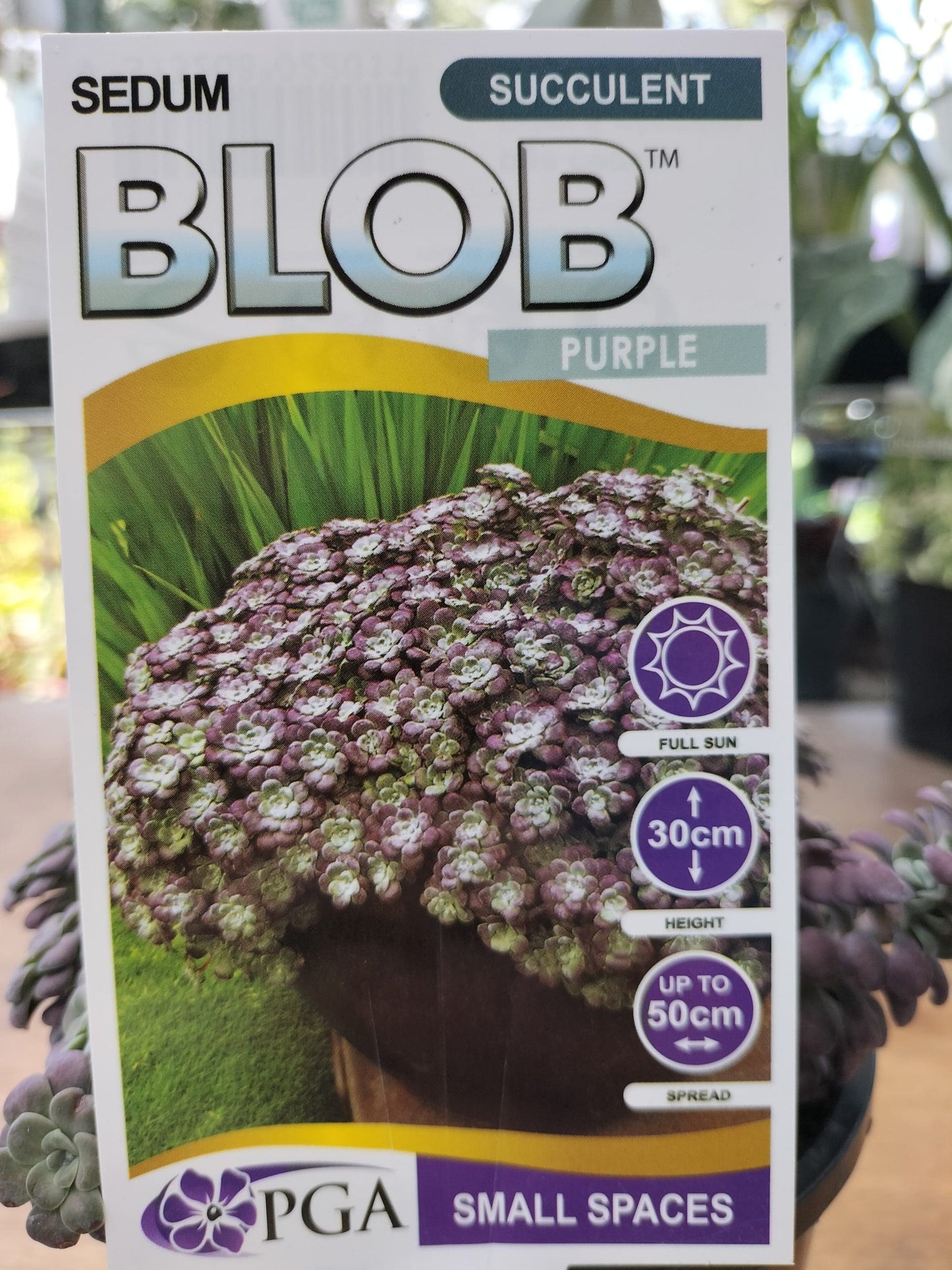 Sedum 'Purple Blob'