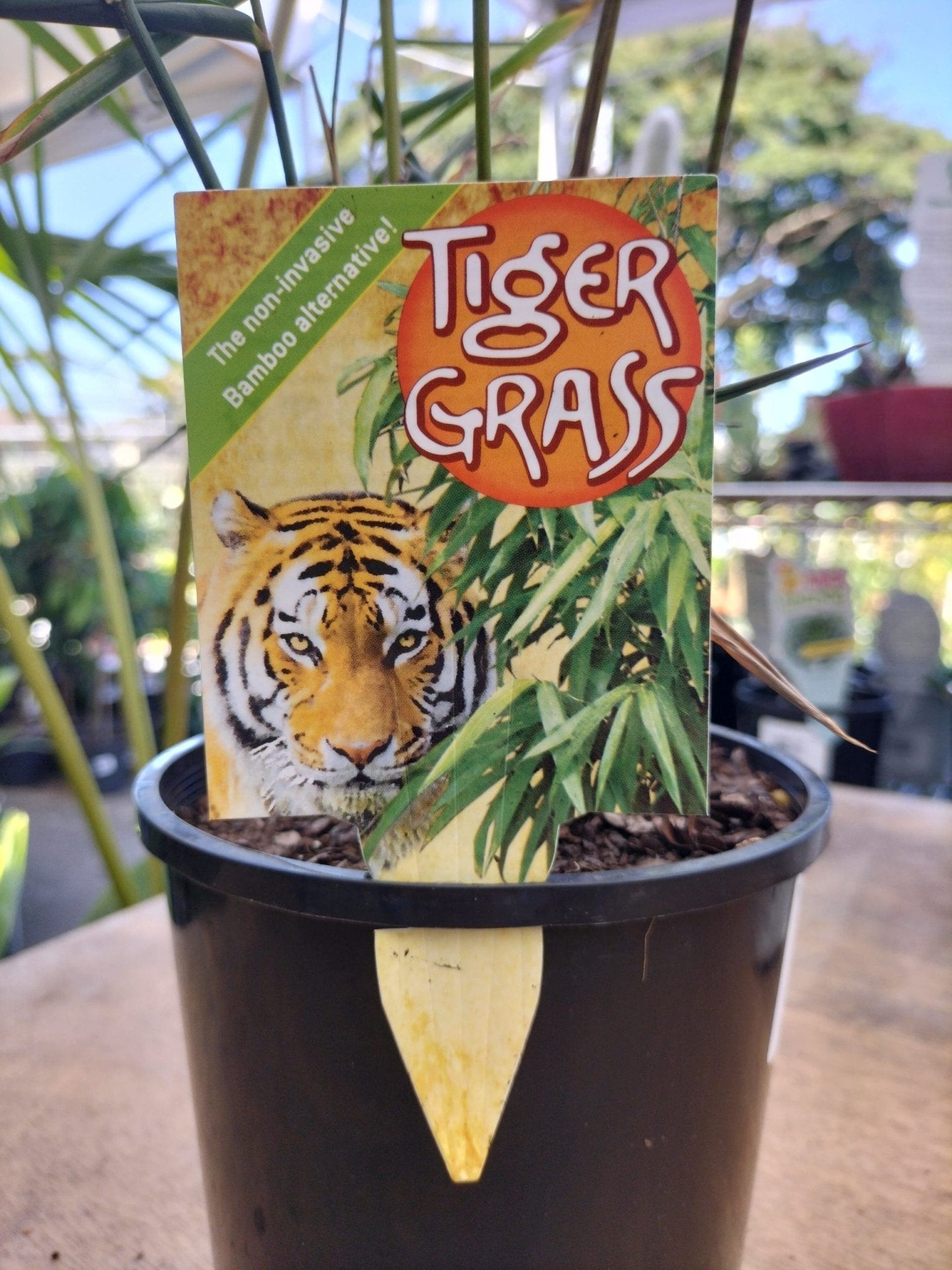 Tiger Grass - Ladybird Nursery