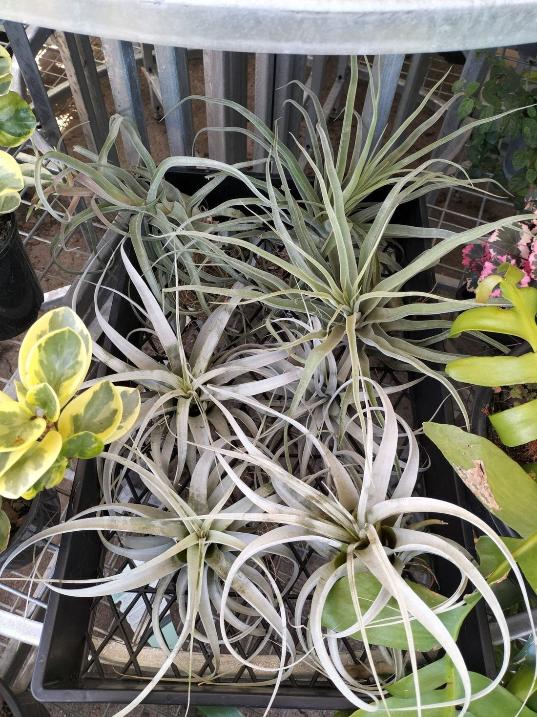 Tillandsia Xerographica (Air Plant) - Ladybird Nursery