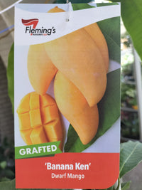 Banana Ken Mango - Ladybird Nursery