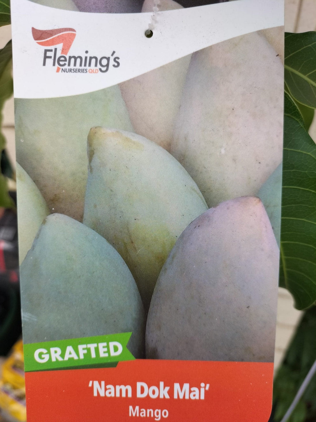 Dwarf Osteen Mango - Ladybird Nursery