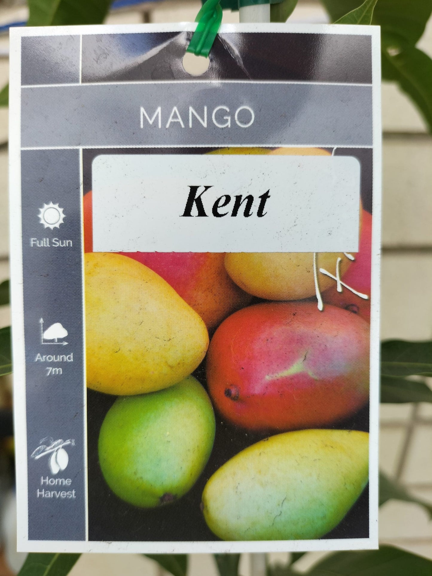 Kent Mango