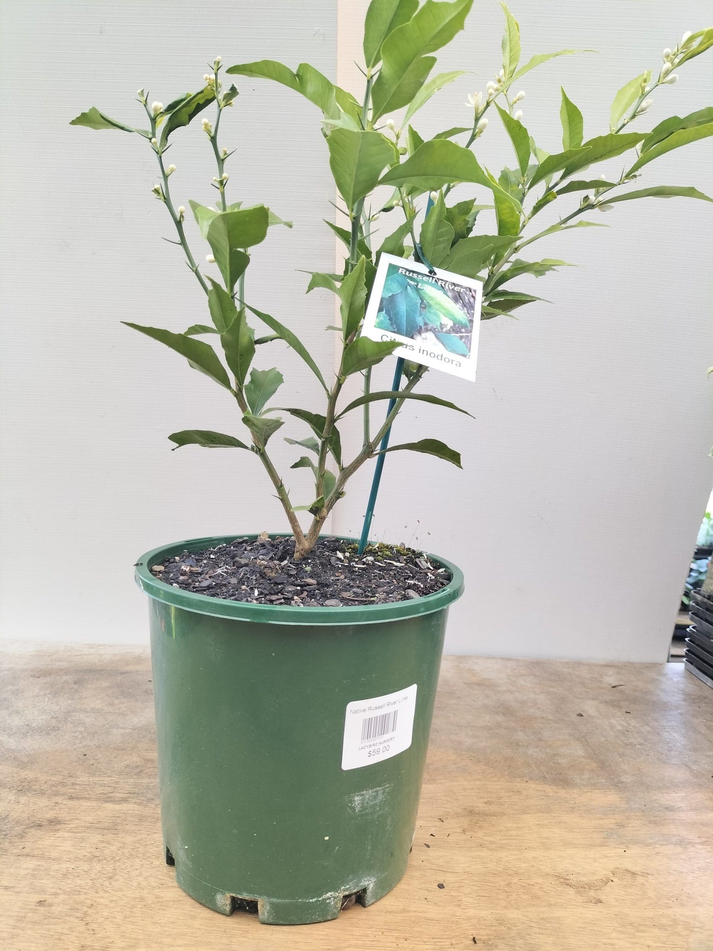 Russel River Lime (QLD Only)