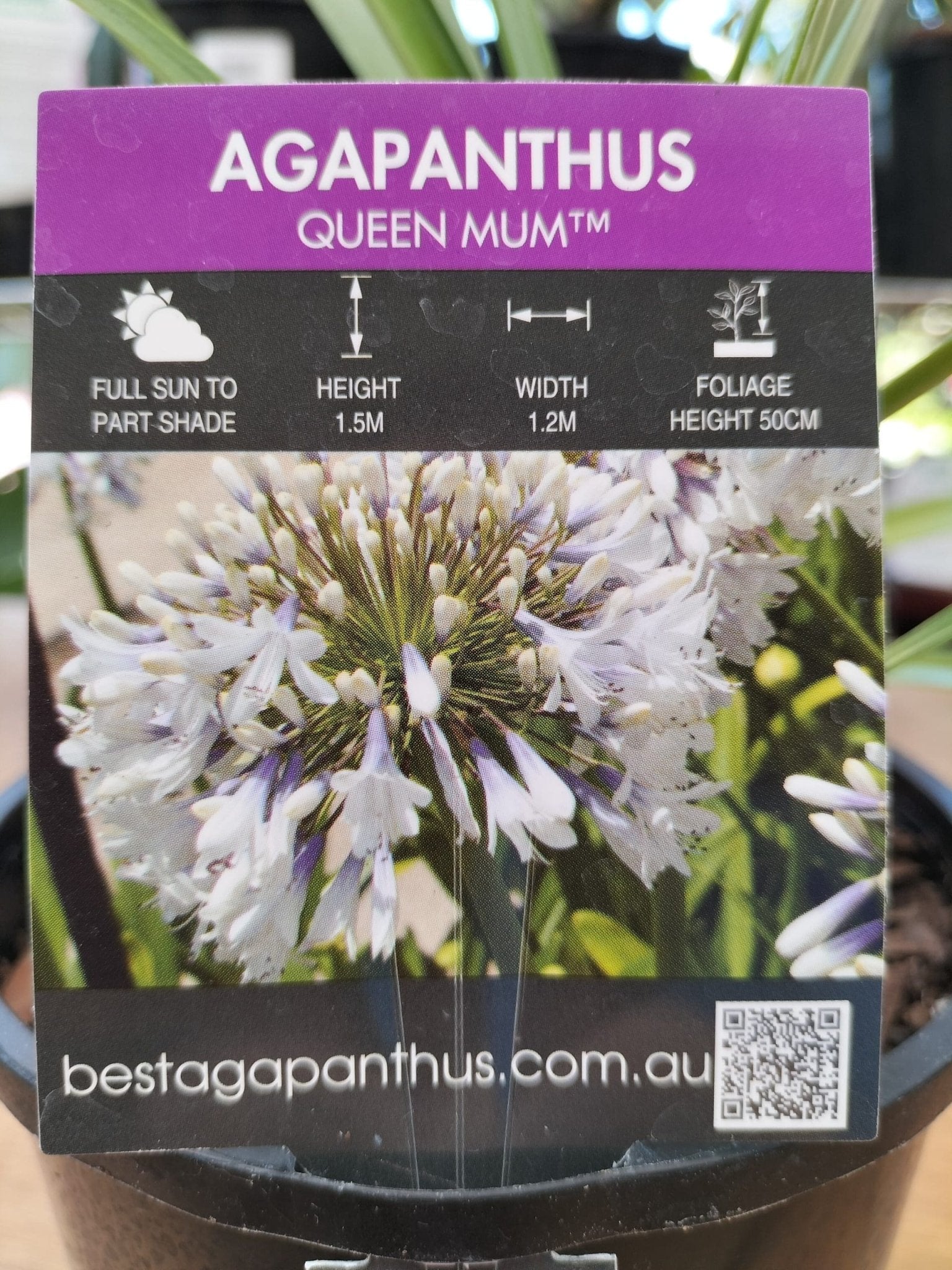 Agapanthus 'Queen Mum' - Ladybird Nursery
