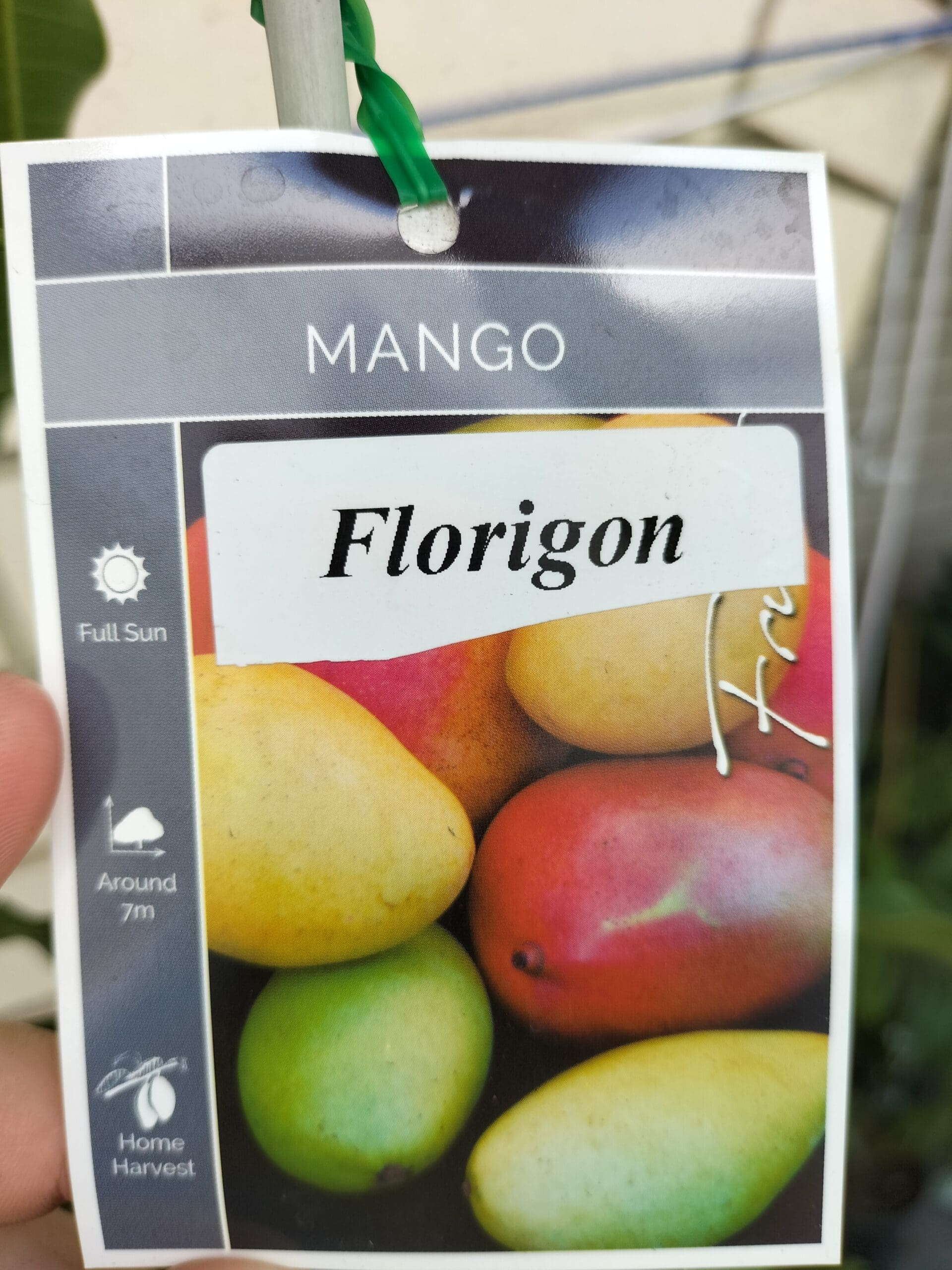 Florigon Mango Tree