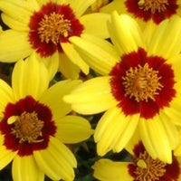 Tickseed Nugget (Coreopsis Gold)