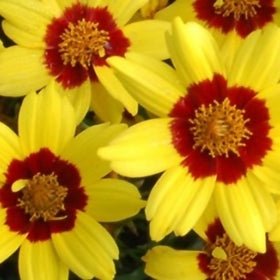 Tickseed Nugget (Coreopsis Gold) - Ladybird Nursery