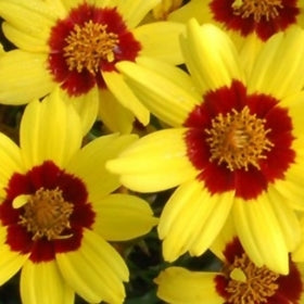 Tickseed Nugget (Coreopsis Gold)