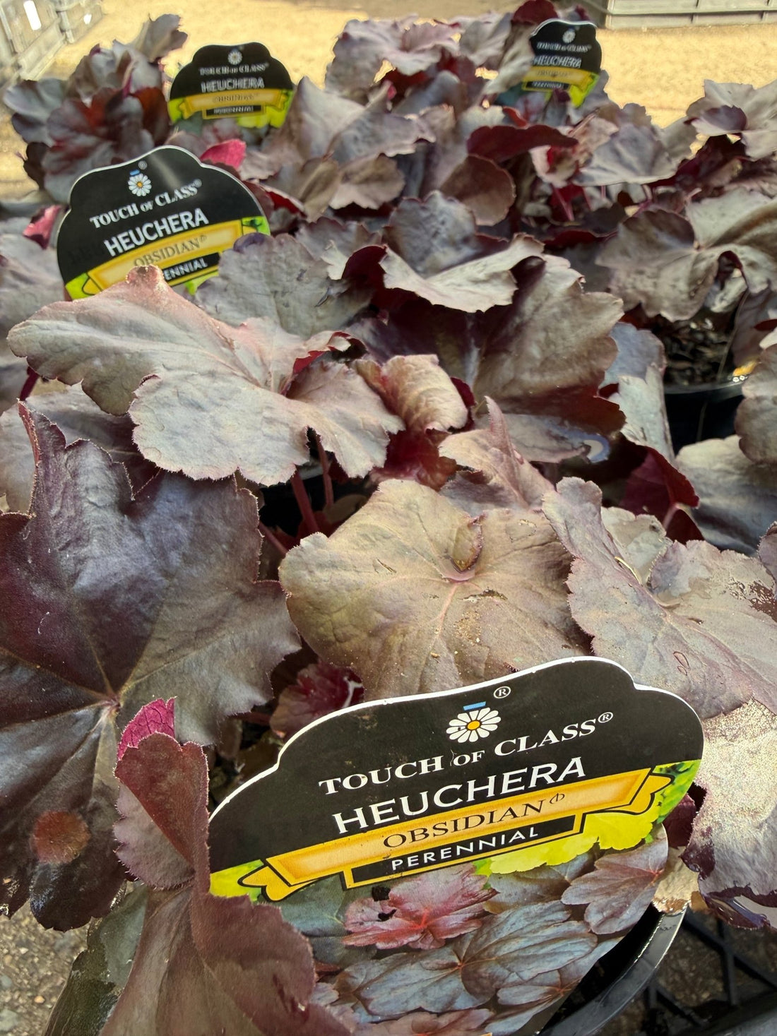 Heuchera ‘Obsidian’ - Ladybird Nursery