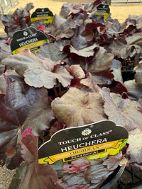 Heuchera ‘Obsidian’ - Ladybird Nursery