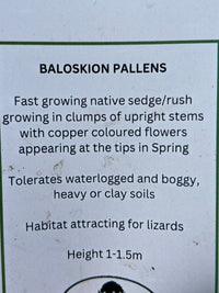 Baloskion pallens 'Didgery Sticks' - Ladybird Nursery