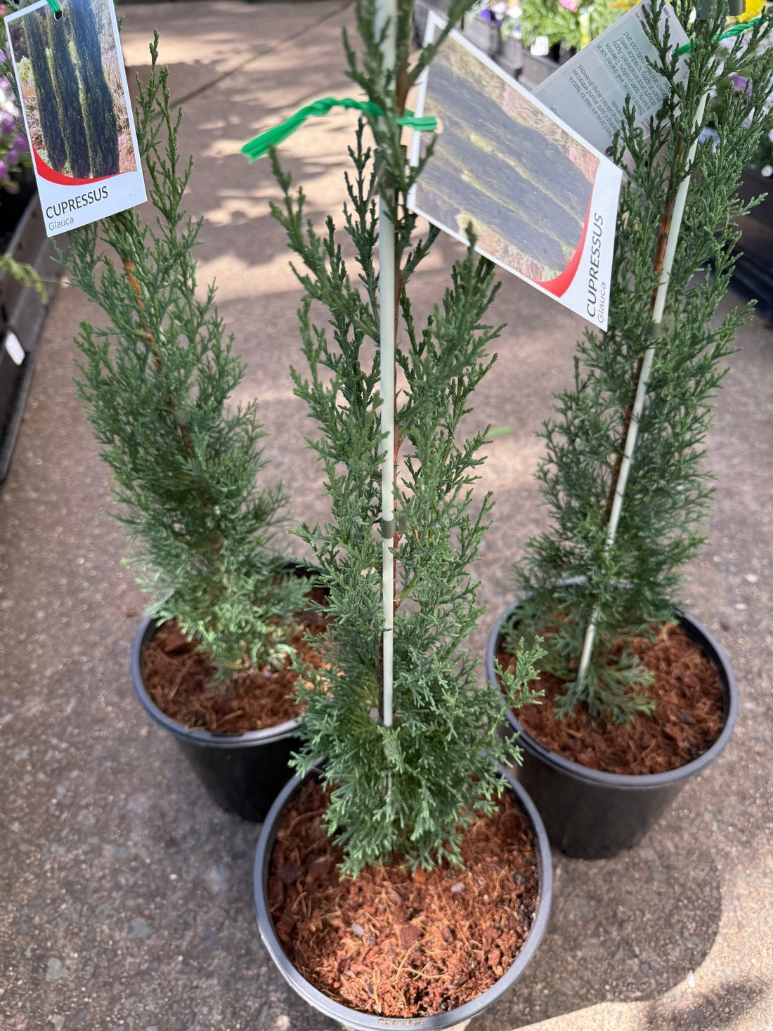 Italian Pencil Pine 'Glauca' (Cupressus sempervirens) - Large - Ladybird Nursery