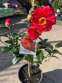 Camellia 'Bob Hope (Camellia japonica) - Ladybird Nursery