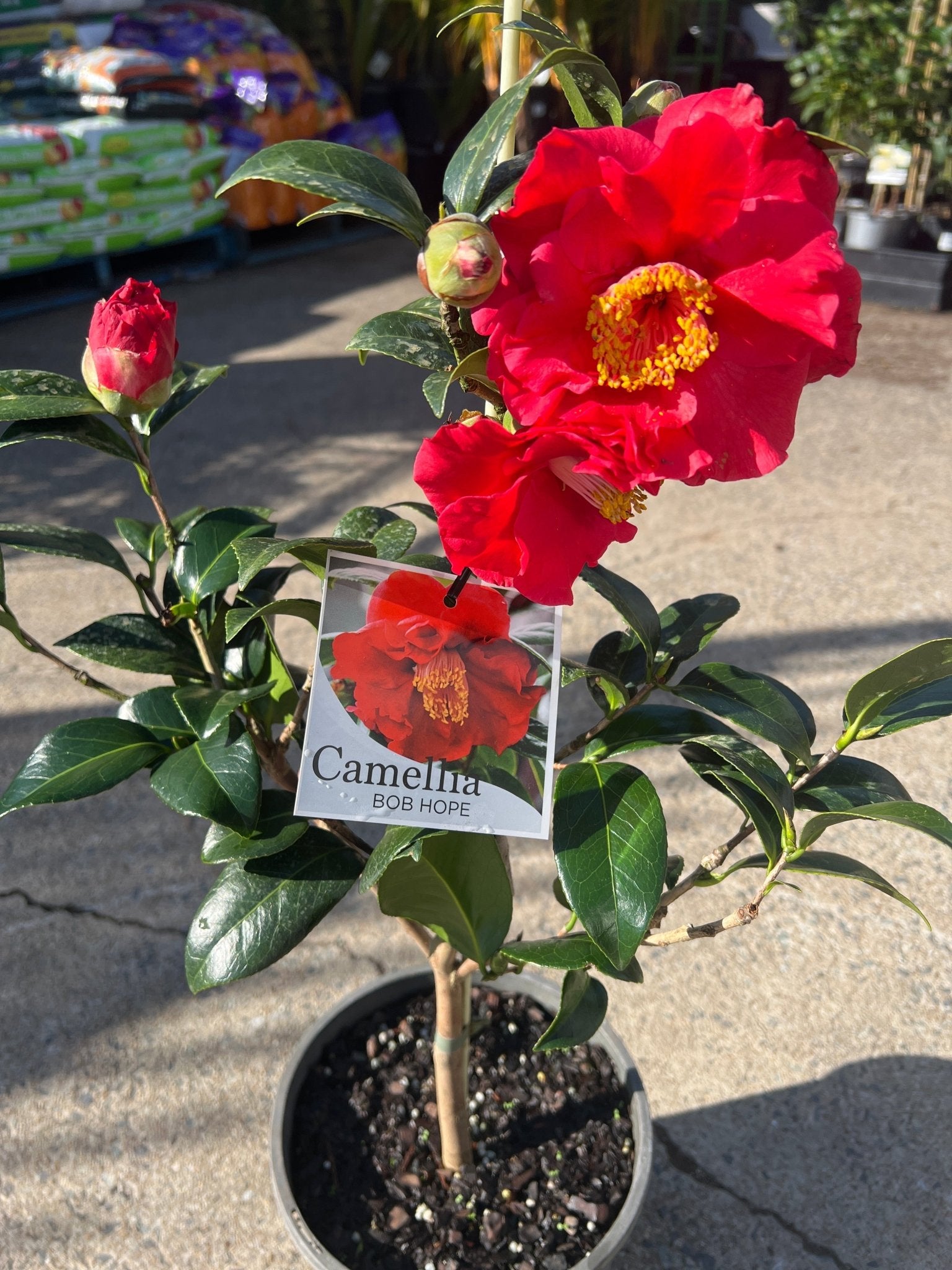 Camellia 'Bob Hope (Camellia japonica) - Ladybird Nursery