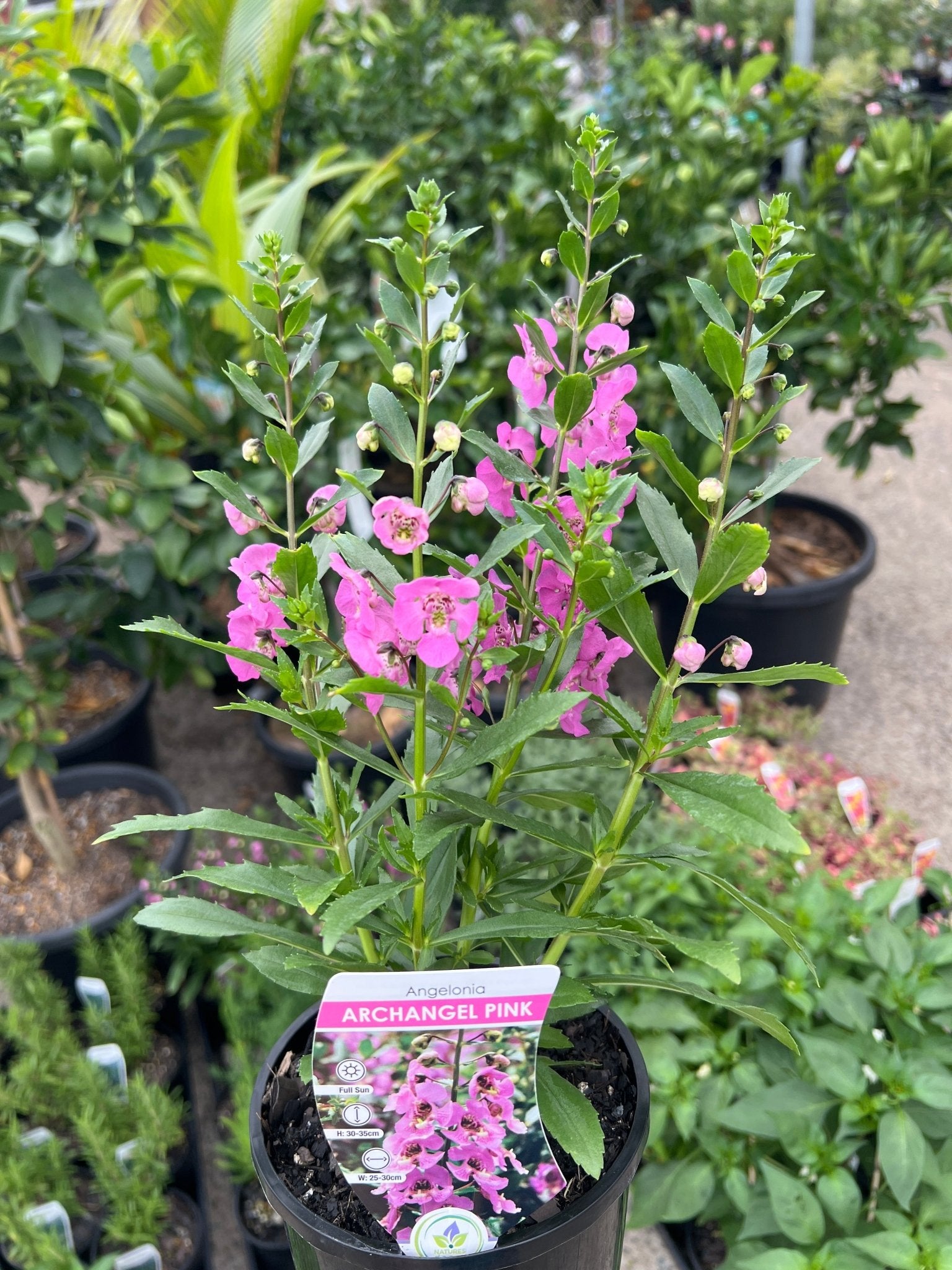Archangel Pink (Angelonia) - Ladybird Nursery