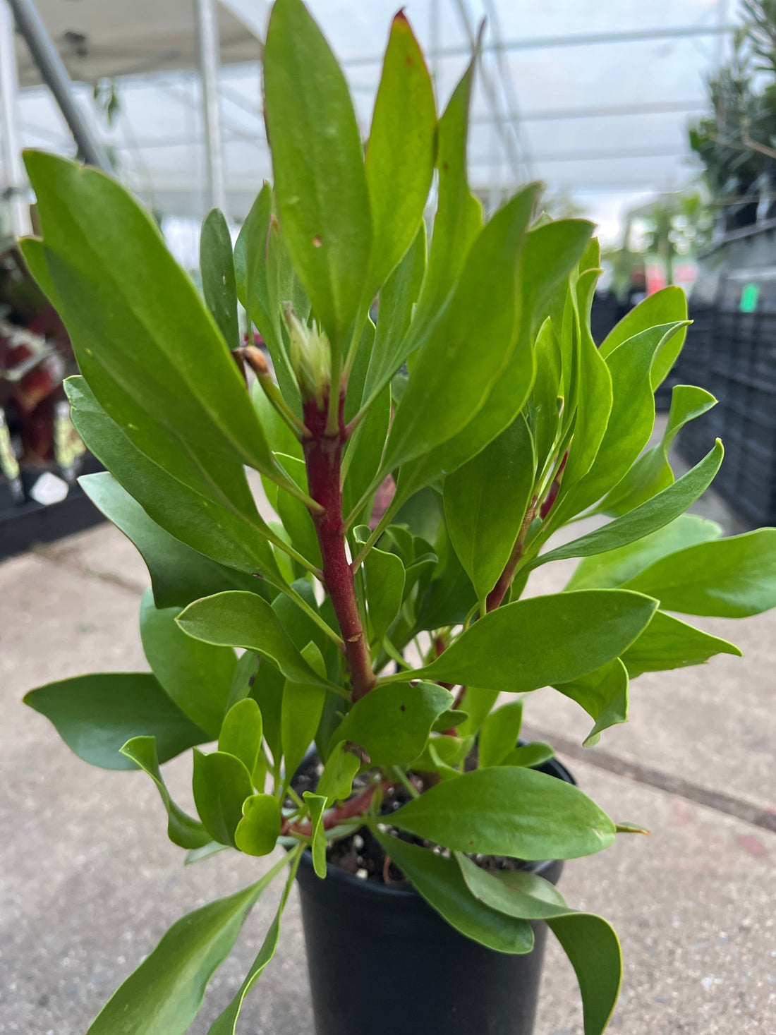 Protea 'King White' - Ladybird Nursery