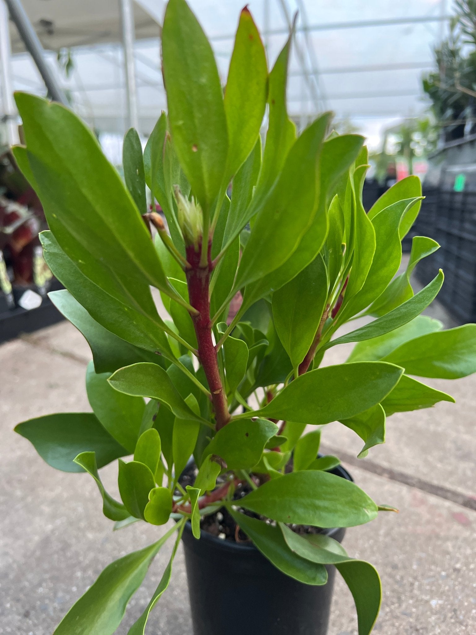Protea 'King White' - Ladybird Nursery