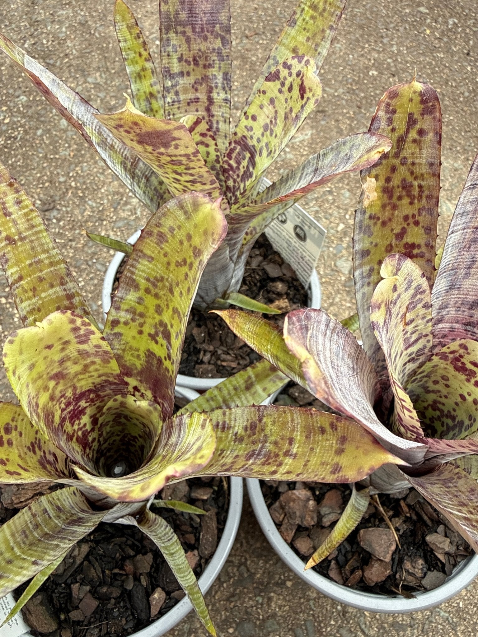 Bromeliad (Neoregelia Pauciflora) - Ladybird Nursery