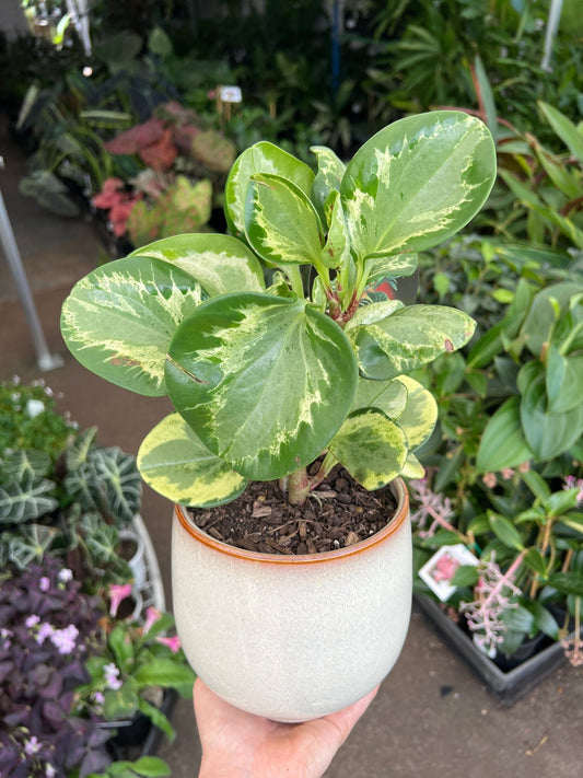 Indoor Plant Assortment in Ceramic Pots - Ladybird Nursery