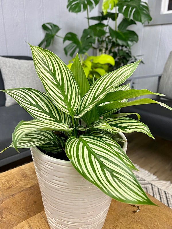 Prayer Plant Vitata (Calathea elliptica) - Ladybird Nursery