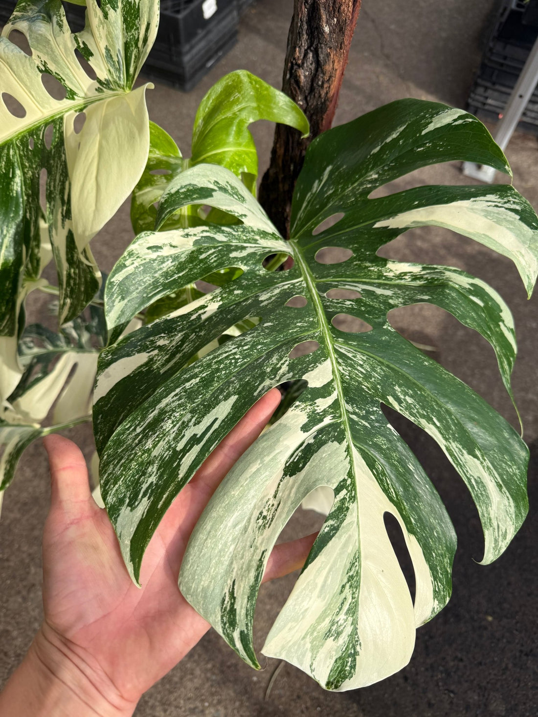 Monstera 'Thai Constellation' on Totem - Advanced (PICKUP ONLY) - Ladybird Nursery