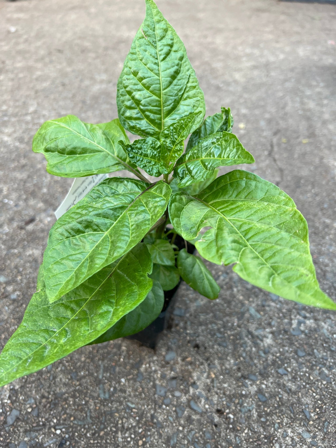 Chilli Habanero - 'Hot Mustard' - Ladybird Nursery