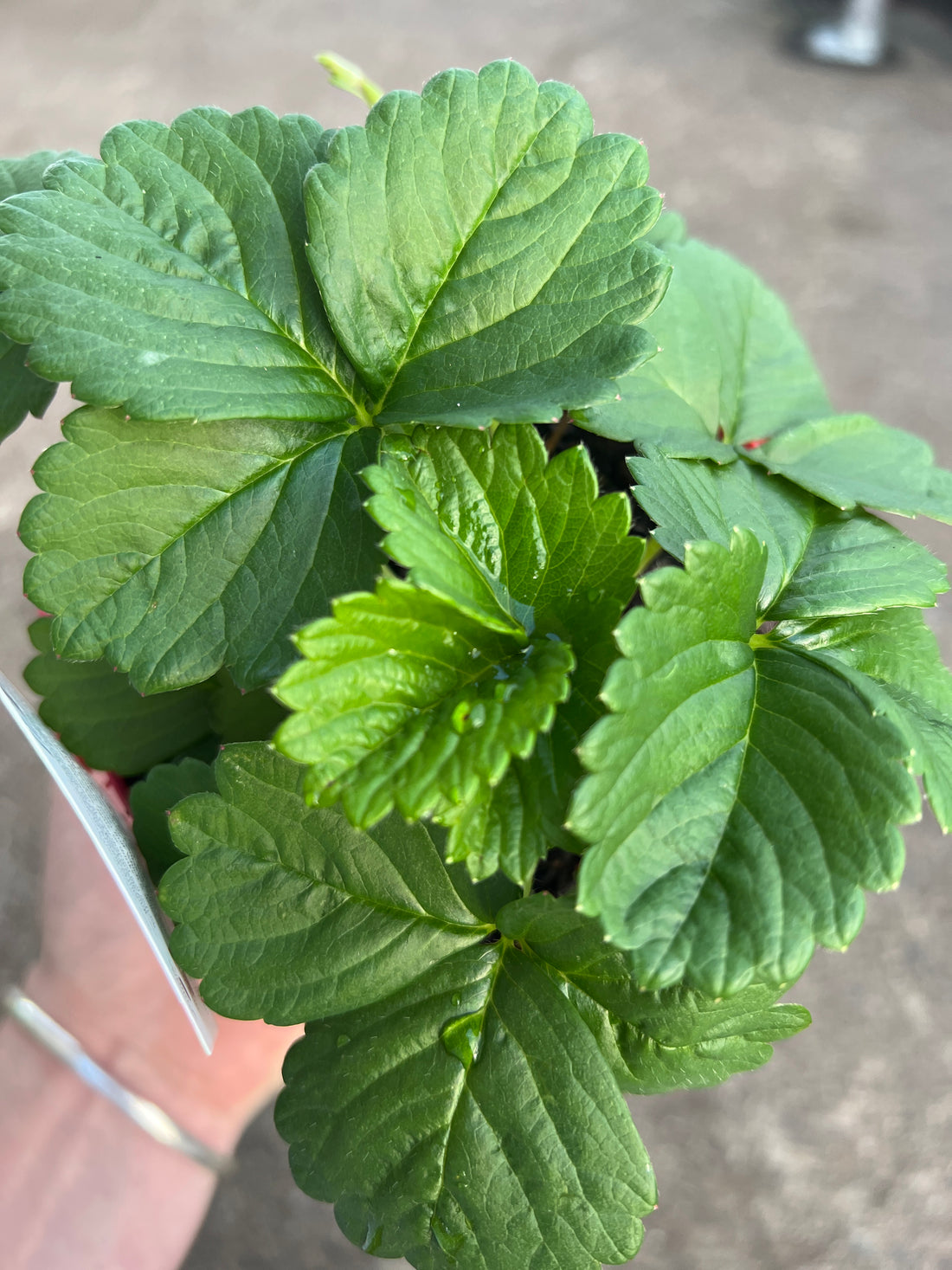 Strawberry 'Beltran'