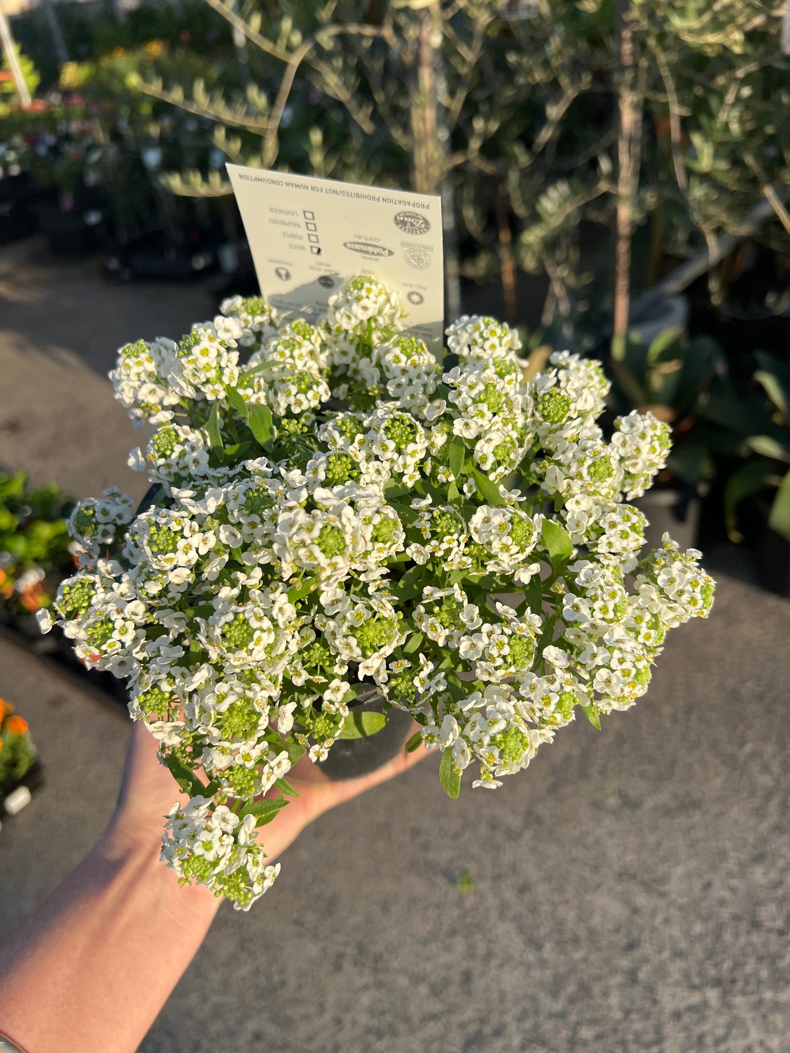 White Stream (Lobularia maritima)