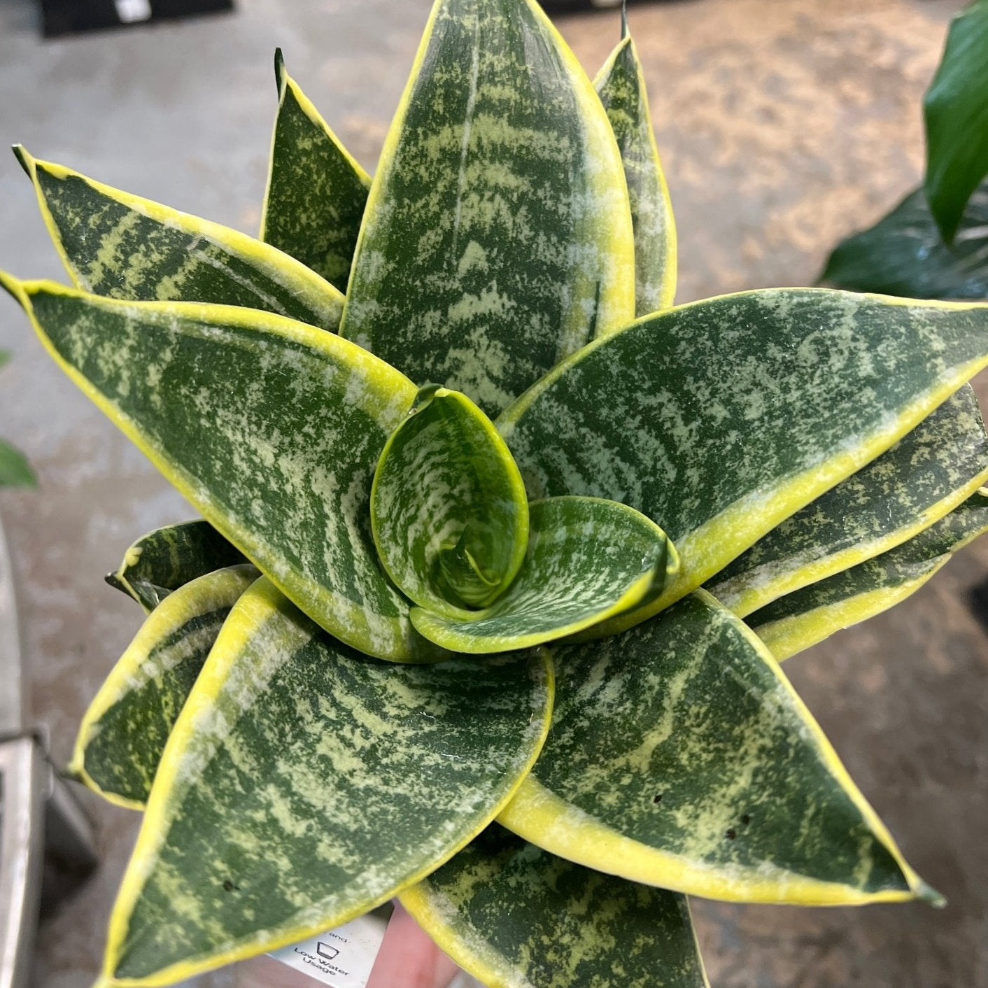 Snake Plant 'Lotus Hahnii' - Ladybird Nursery