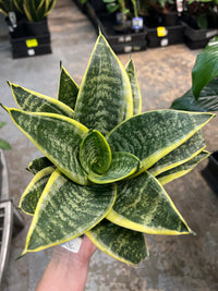 Snake Plant 'Lotus Hahnii' - Ladybird Nursery