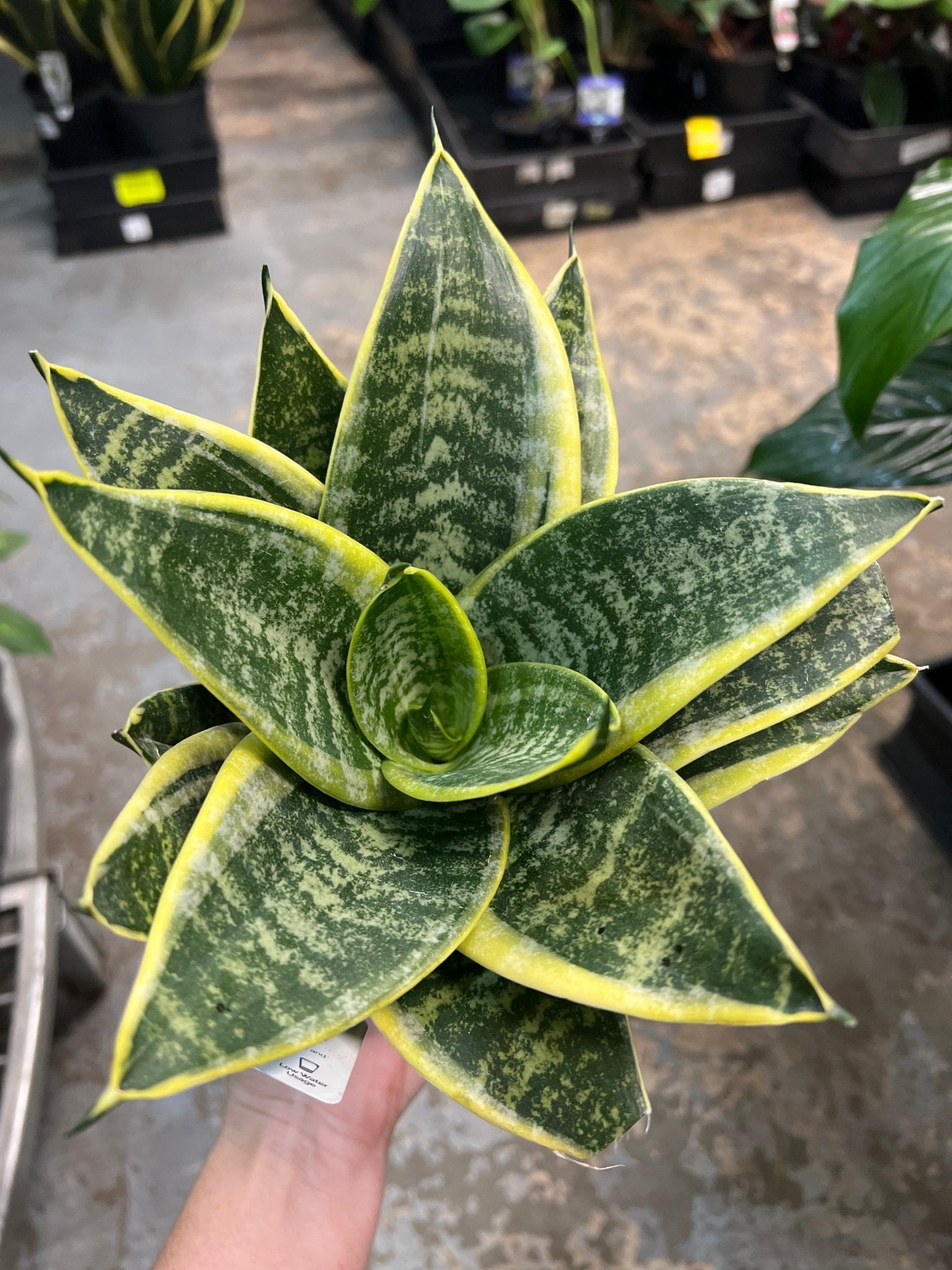 Snake Plant 'Lotus Hahnii' - Ladybird Nursery