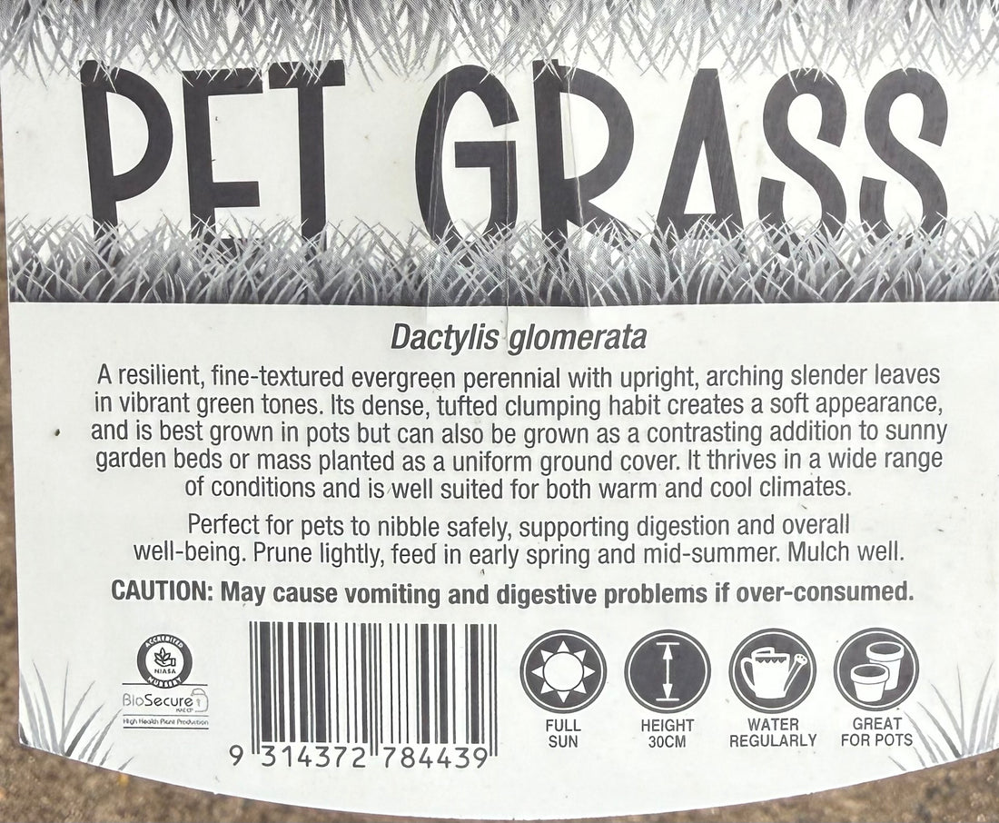 Pet Grass (Dactylis glomerata) - Ladybird Nursery