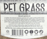 Pet Grass (Dactylis glomerata) - Ladybird Nursery