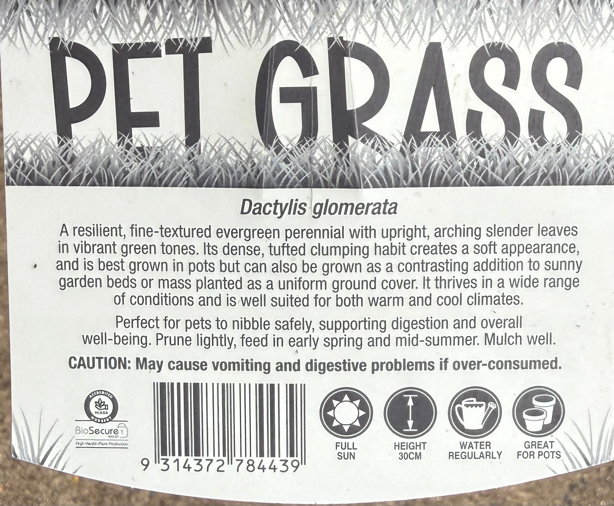Pet Grass (Dactylis glomerata) - Ladybird Nursery