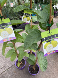 Guava 'Amman' (Psidium guajava) - Ladybird Nursery
