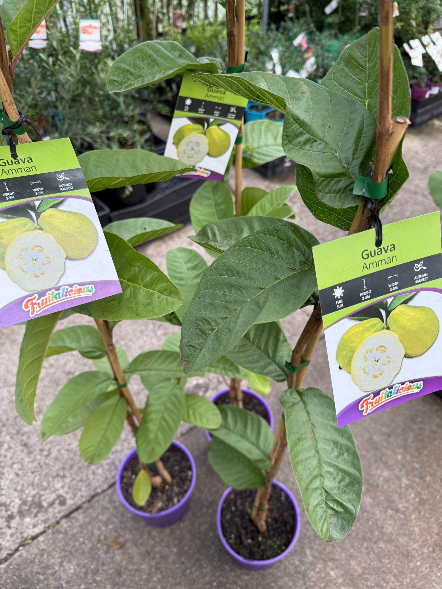 Guava 'Amman' (Psidium guajava) - Ladybird Nursery