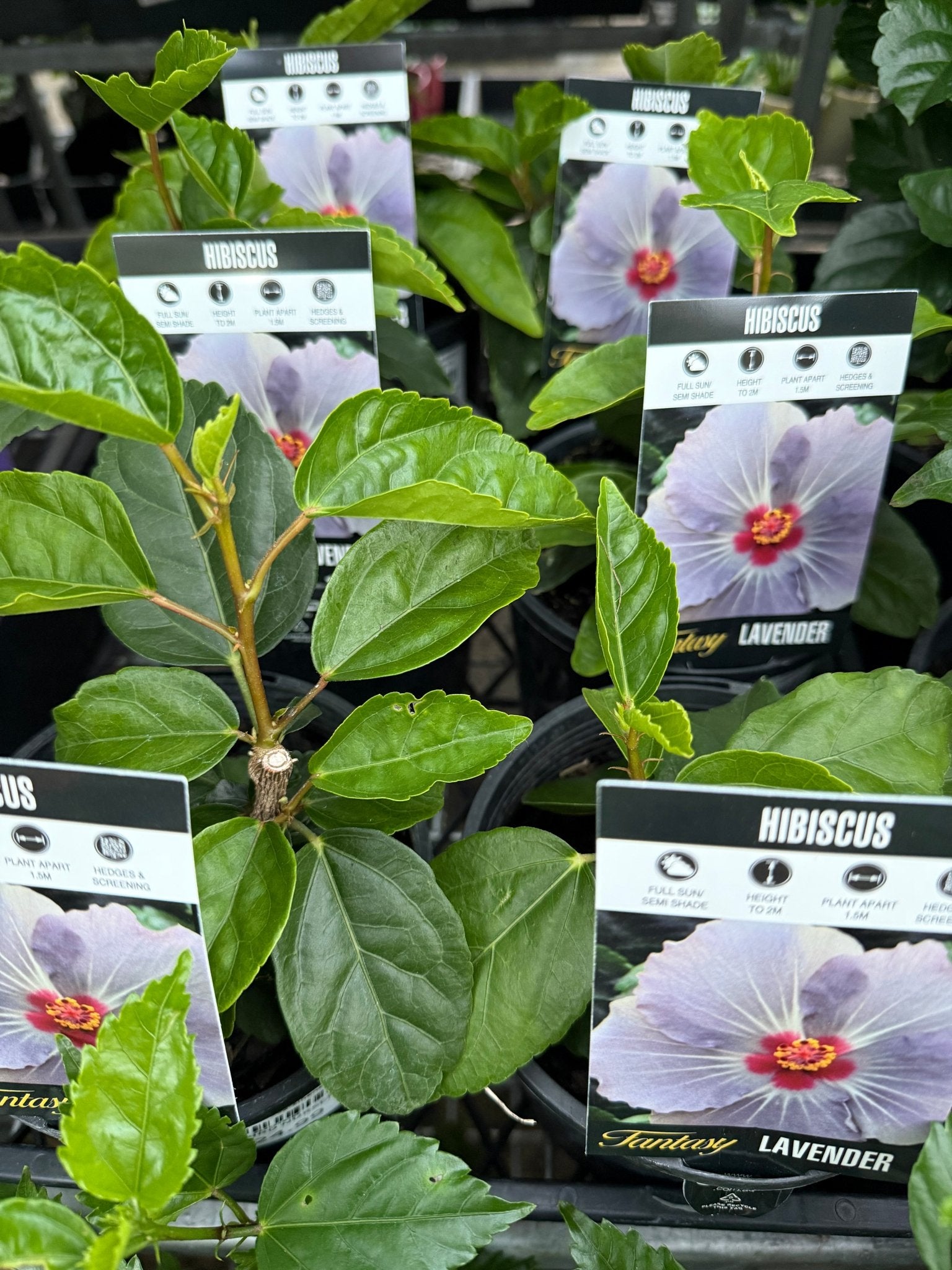Hibiscus 'Fantasy Lavender' (Hibiscus rosa-sinensis) - Ladybird Nursery