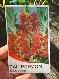 Bottlebrush ‘Endeavour’ (Callistemon citrinus) - Ladybird Nursery